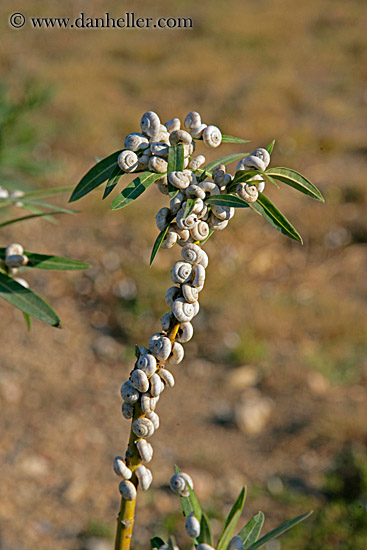 white-snails-on-plants-1.jpg
