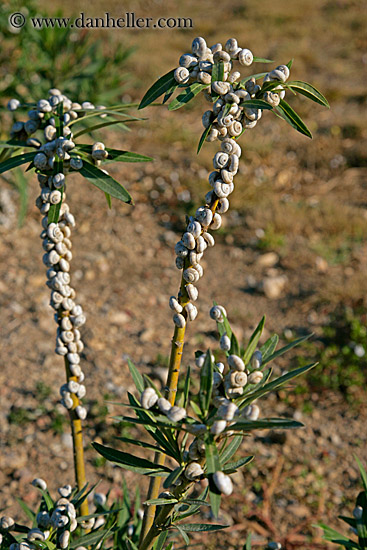 white-snails-on-plants-2.jpg