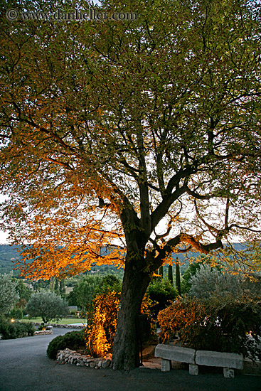 underlit-tree.jpg