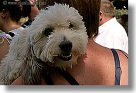 dogs, europe, france, horizontal, moustiers, provence, shoulders, st marie, photograph