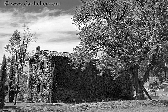 ivy-covered-house-n-tree-bw.jpg