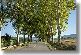 europe, france, horizontal, lined, moustiers, nature, plants, provence, roads, scenics, st marie, tree tunnel, trees, photograph