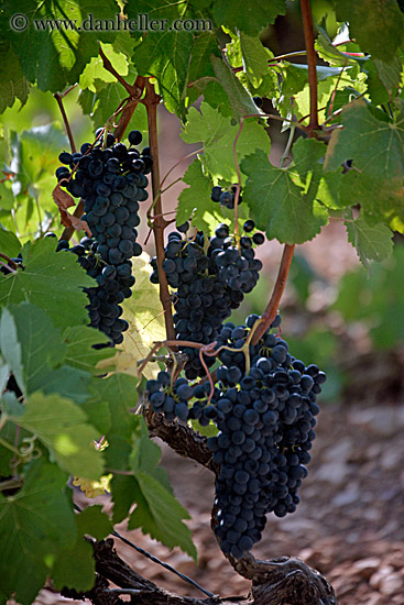 grapes-1.jpg