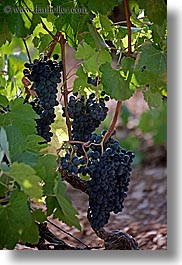 images/Europe/France/Provence/Seillans/Val-De-Iris/grapes-1.jpg