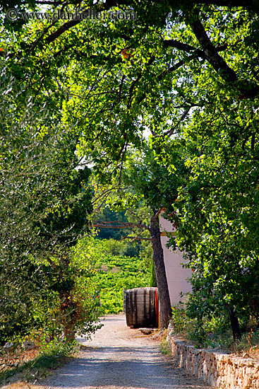 tree-tunnel-n-barrel-2.jpg