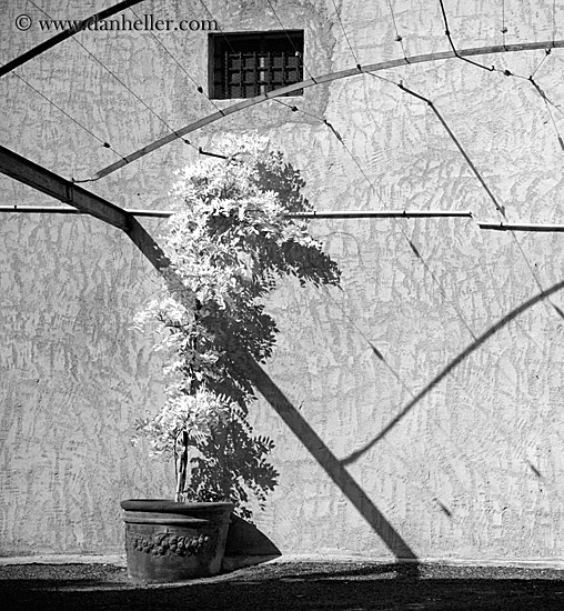 bright-tree-n-shadows-bw.jpg