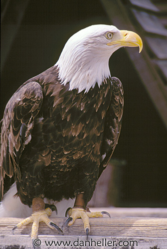 eagle01.jpg