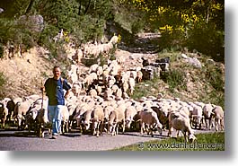 animals, europe, france, horizontal, provence, sheep, tarascon, photograph
