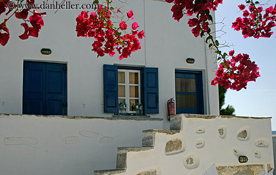 red-bougainvillea-n-white-house.jpg