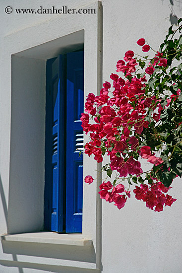 bougainvillea-n-blue-window.jpg