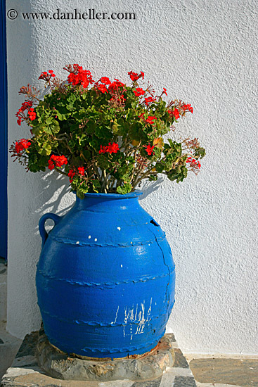geraniums-in-blue-vase-1.jpg