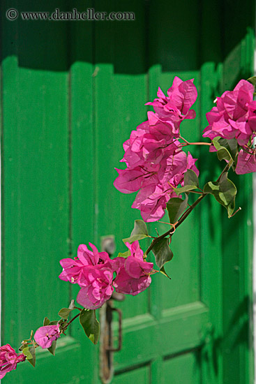 pink-bougainvillea-n-green-door.jpg