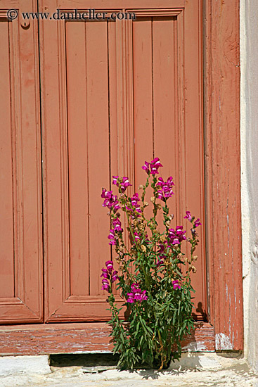 pink-flower-n-orange-door.jpg