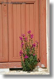 amorgos, doors, europe, flowers, greece, oranges, pink, vertical, photograph