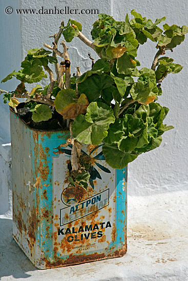 plant-in-kalamata-olives-can.jpg
