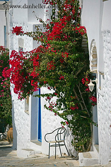 red-bougainvillea-n-chair.jpg