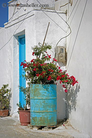 red-bougainvillea-n-steel-drum-1.jpg