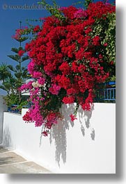 amorgos, blonds, bougainvilleas, clothes, europe, flowers, greece, hats, nature, people, pink, red, sunglasses, vertical, photograph