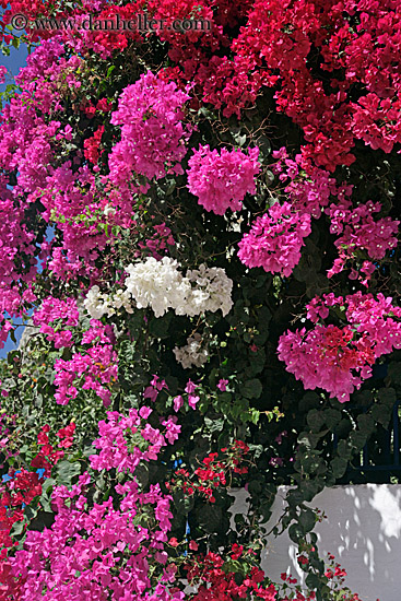 red-n-pink-bougainvillea-2.jpg