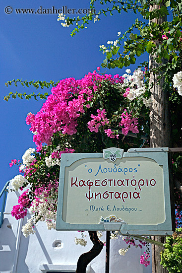 sign-n-bougainvillea-1.jpg