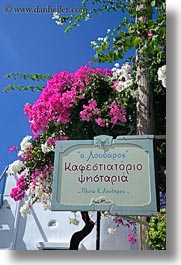 amorgos, bougainvilleas, colors, europe, flowers, greece, pink, signs, vertical, photograph