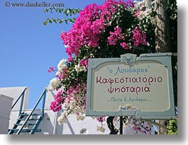 amorgos, bougainvilleas, colors, europe, flowers, greece, horizontal, pink, signs, photograph