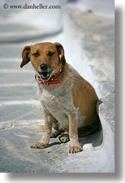 amorgos, dogs, europe, greece, vertical, photograph