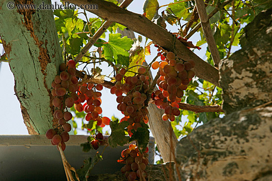 hanging-grapes.jpg