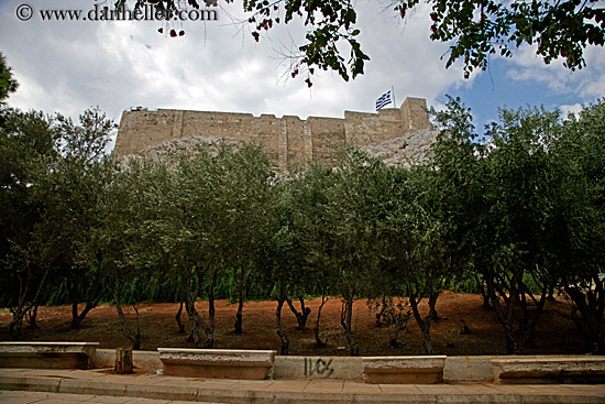 olive-trees-n-acropolis.jpg