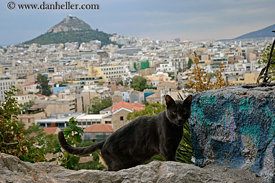 black-cat-n-athens-cityscape.jpg