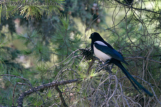 blue-wing-bird.jpg