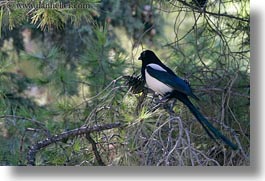 animals, athens, birds, blues, europe, greece, horizontal, wings, photograph