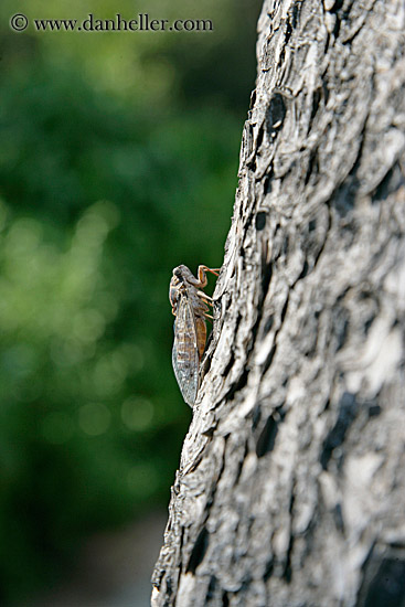 cricket-on-tree.jpg