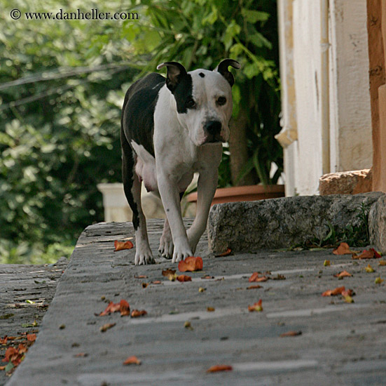 pitbull-walking-sq.jpg