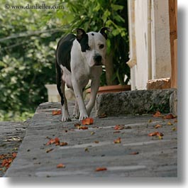 animals, athens, dogs, europe, greece, pitbull, square format, squares, walking, photograph