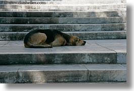 animals, athens, dogs, europe, greece, horizontal, sleeping, photograph