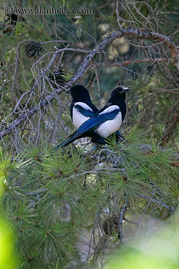 two-blue-wing-birds-1.jpg