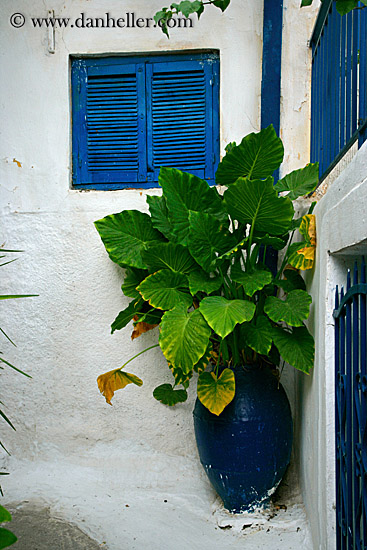 blue-window-green-plant-in-pot.jpg