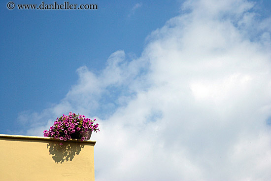 pink-flowers-n-cloudy-sky.jpg