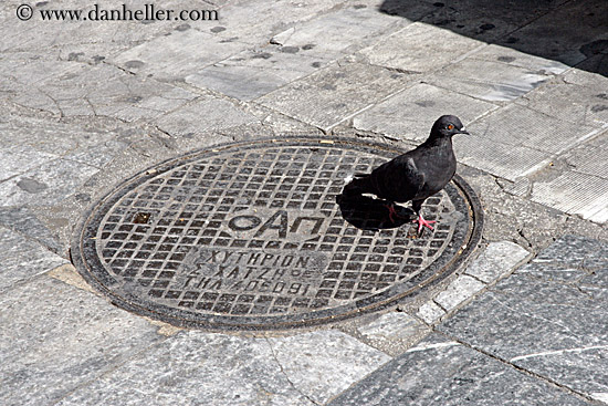 manhole-cover-n-pigeon.jpg