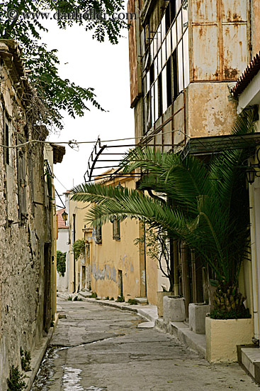 narrow-street-n-palm_tree.jpg