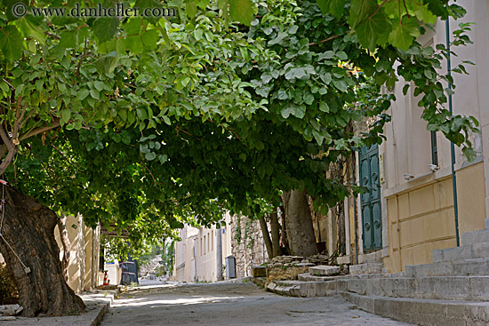 street-n-tree-canopy.jpg