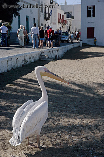 pelican-on-beach.jpg