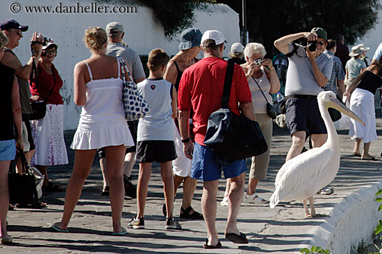 photographing-a-white-pelican.jpg