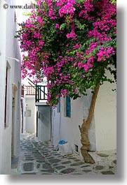 bougainvilleas, europe, greece, mykonos, pink, vertical, white wash, photograph