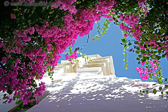 pink-bougainvillea-3.jpg