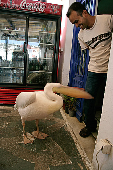 pelican-biting-mans-leg.jpg