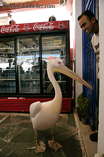 pelican-n-man.jpg