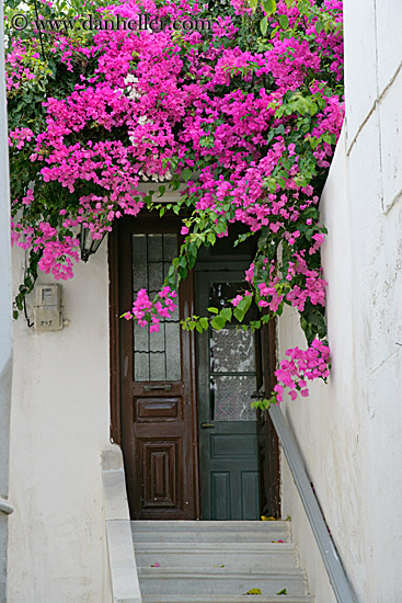 pink-bougainvillea-n-door-stairs.jpg