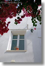 bougainvilleas, doors & windows, europe, flowers, greece, nature, naxos, perspective, red, upview, vertical, white wash, windows, photograph